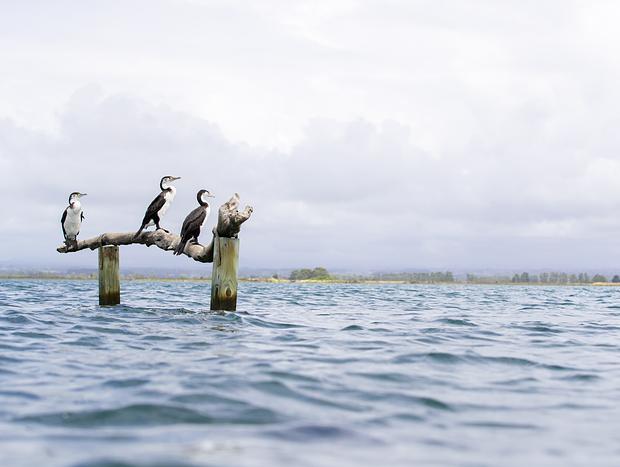 Photo 1 for Bird Watching at Dotterel Point Reserve