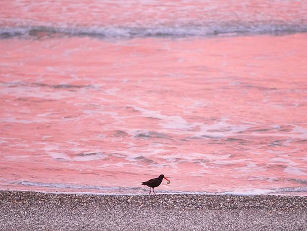 Photo 4 for Bird Watching at Dotterel Point Reserve