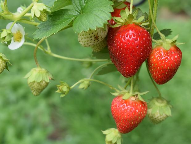 Real Fruit Ice Cream at Piopio Berry Orchard