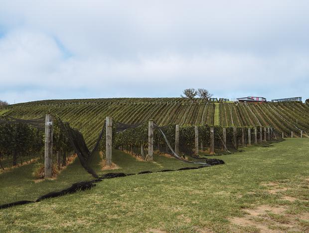 Photo 1 for Waiheke Wine Tours