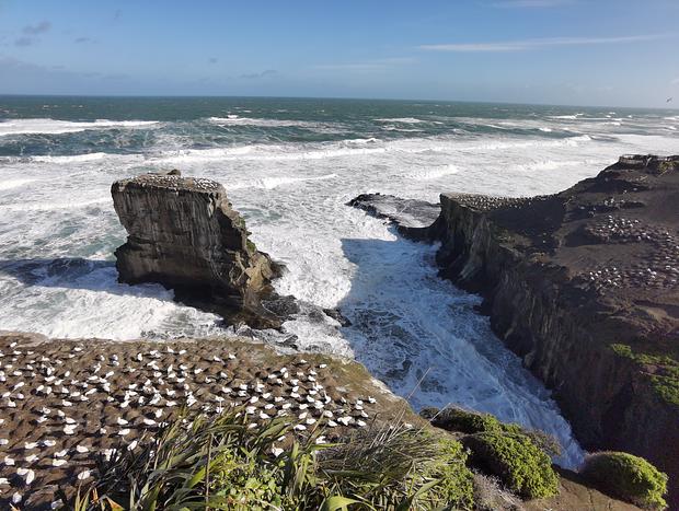 Visit the Muriwai Gannet Colony