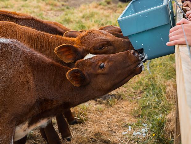 Photo 5 for Meet the Farm Animals