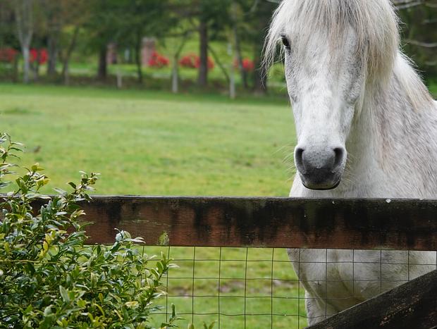 Photo 39 for The Coach House - 40 Acres & Dog-friendly