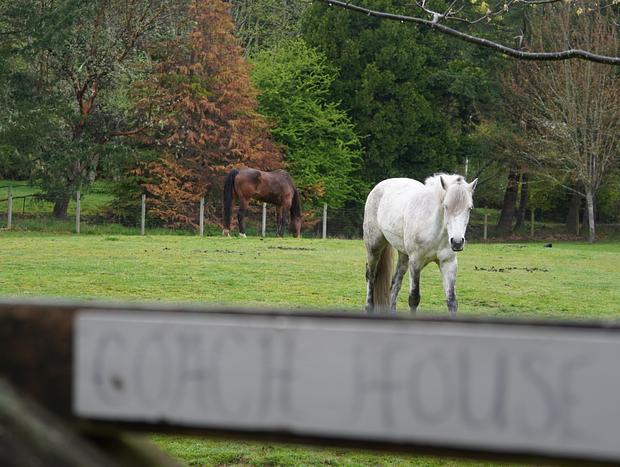 Photo 40 for The Coach House - 40 Acres & Dog-friendly