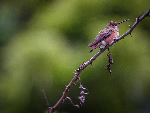Photo 37 for Forest Cabin - Soaking Tub, Beach Access, Pets