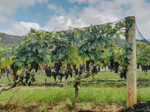 Photo 5 for Waiheke Wine Tours