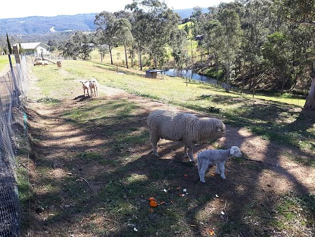Photo 18 for Highfields Country Farm Stay Kurrajong
