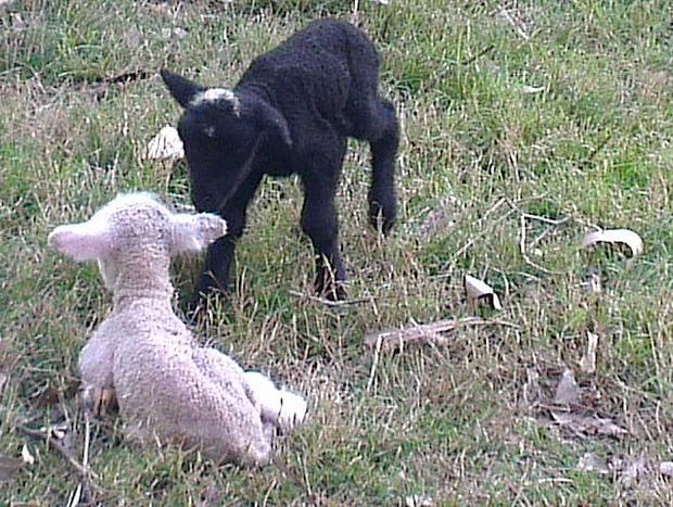 Photo 24 for Highfields Country Farm Stay Kurrajong