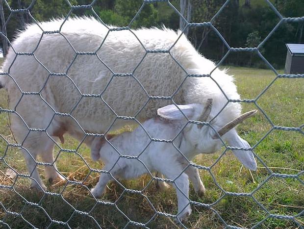 Photo 30 for Highfields Country Farm Stay Kurrajong