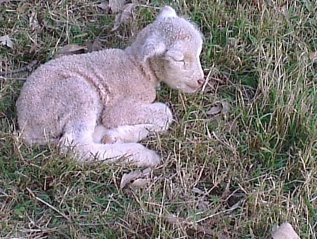 Photo 12 for Highfields Country Farm Stay Kurrajong