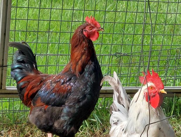 Photo 6 for Highfields Country Farm Stay Kurrajong