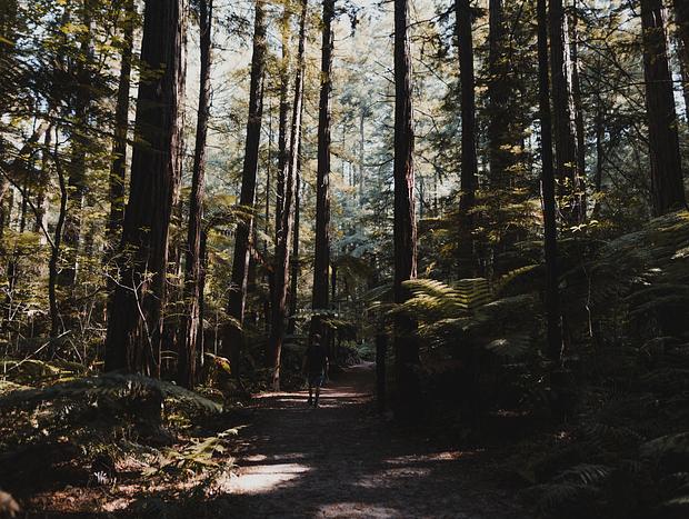 Photo 2 for Walking amongst Redwood Giants