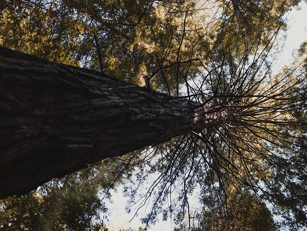 Photo 3 for Walking amongst Redwood Giants