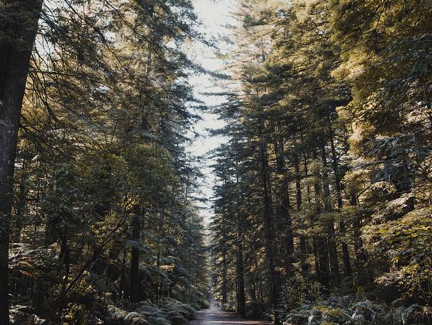Photo 1 for Walking amongst Redwood Giants