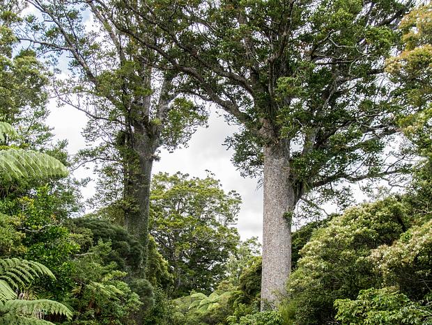 Photo 2 for Waipoua Forest