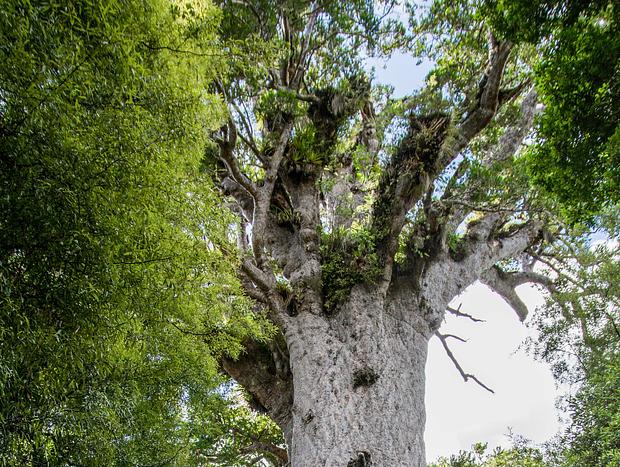 Photo 3 for Waipoua Forest