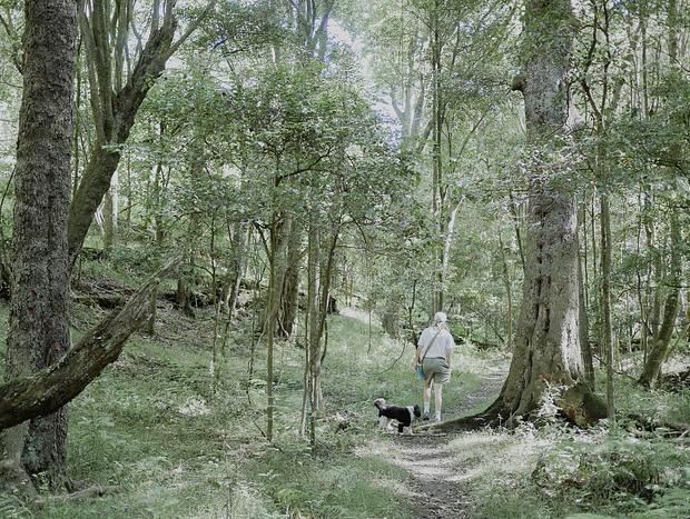 Photo 1 for Rainforest Walk