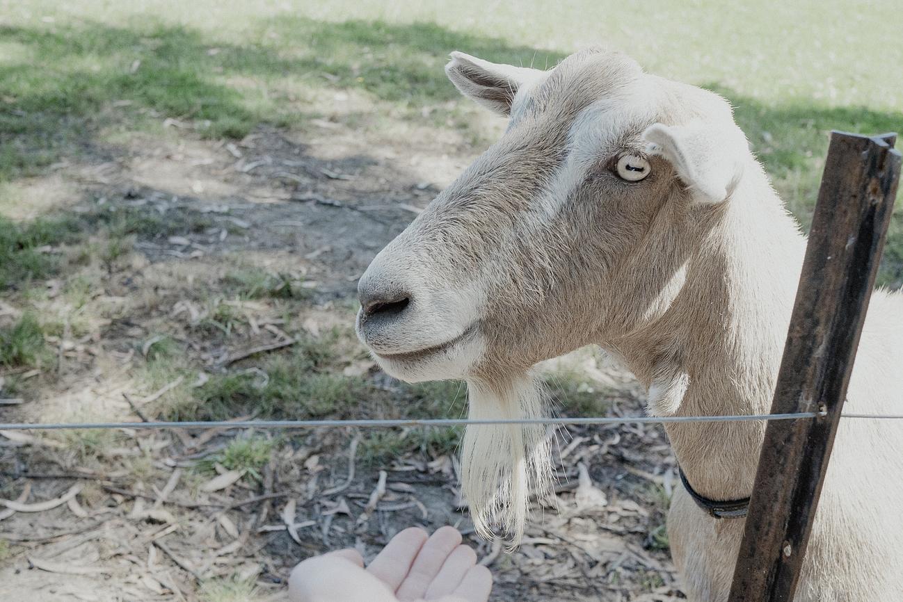 Farm Animal Feeding Riparide