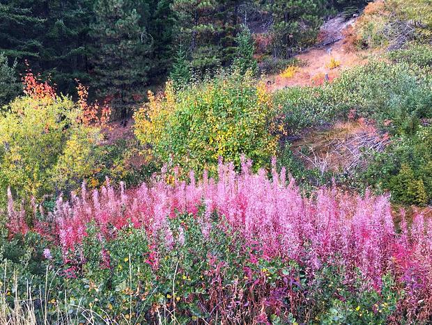 Photo 11 for White Aspen - Glacier Peak Rustic Site