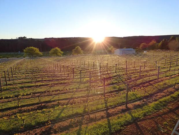 Photo 16 for Mt Stanley Rd Vineyard Retreat