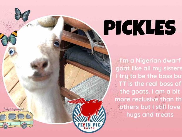 Photo 85 for Flyin Pig Ranch