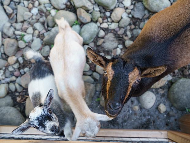 Photo 59 for Flyin Pig Ranch