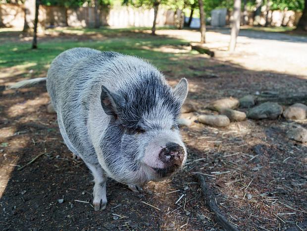 Photo 4 for Flyin Pig Ranch
