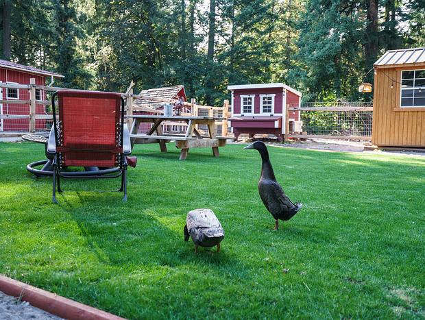 Photo 42 for Flyin Pig Ranch