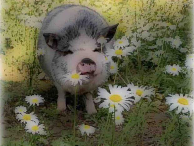 Photo 45 for Flyin Pig Ranch