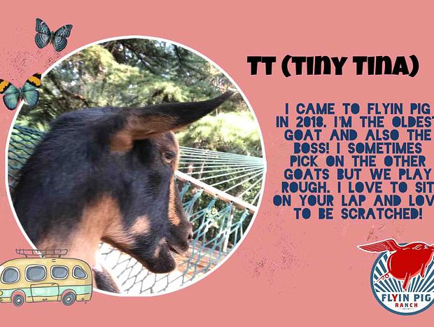 Photo 75 for Flyin Pig Ranch