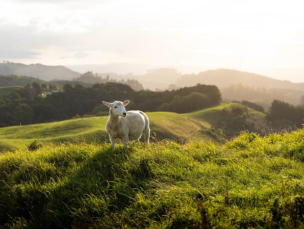 Photo 2 for Papamoa Hills