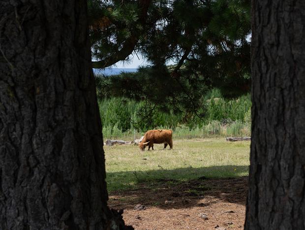Photo 33 for Cosy Cabin with the Cows