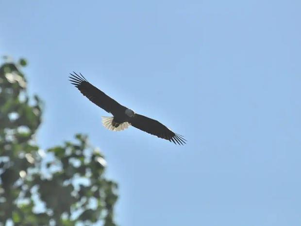 Photo 24 for Black Bear Lodge