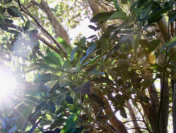 Photo 6 for Ficus Cabin- Under the Morton Bay