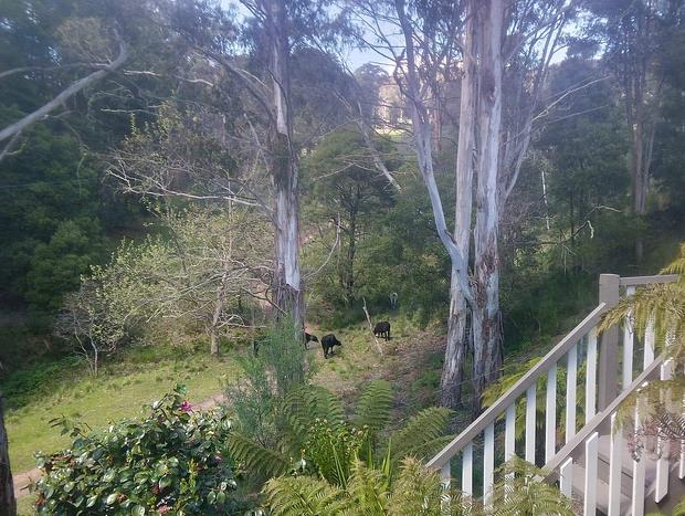 Photo 34 for Pinnacle View Lodge - Beautiful Dutch Barn style house in Merrijig, base of Mt Buller