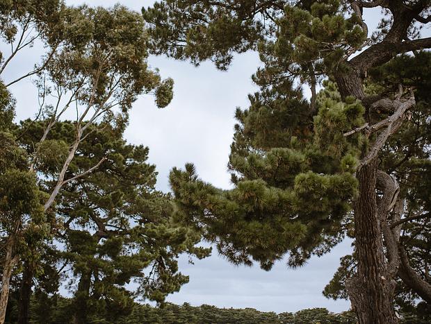 Photo 21 for The Pines Barwon Heads