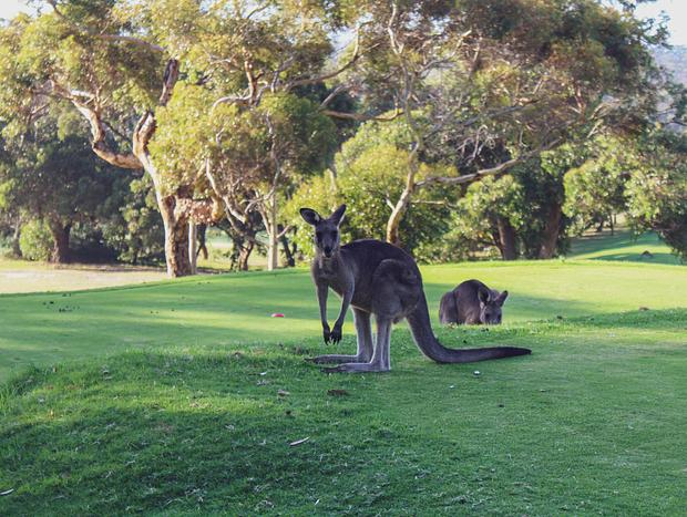 Photo 3 for Kangaroos at Anglesea Golf Club