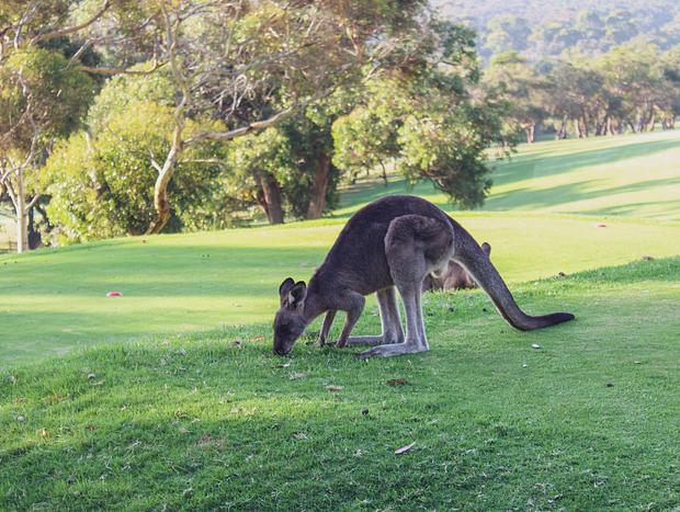 Photo 1 for Kangaroos at Anglesea Golf Club