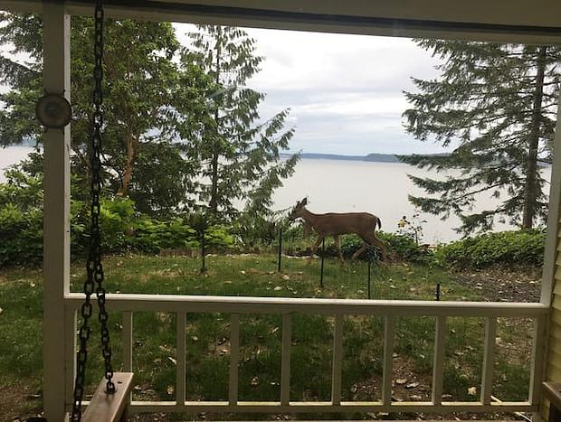 Photo 11 for Old Pine - Cozy & Rustic Cabin on Puget Sound