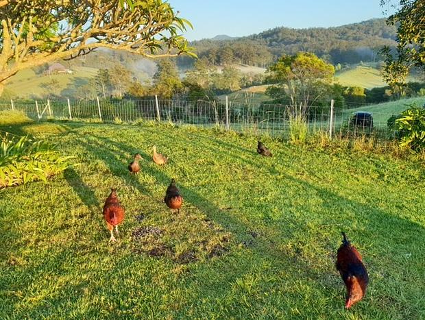 Photo 17 for Bellbowra Farmstay Nambucca Valley - Pet Friendly