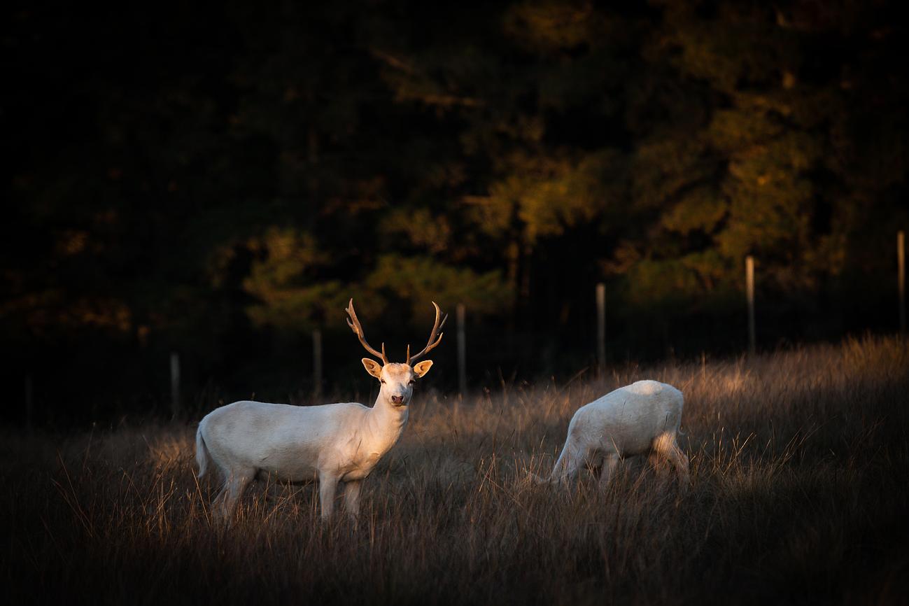 Visit The Locals Riparide