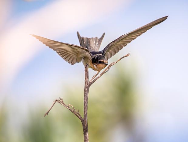 Photo 2 for Bird Watching