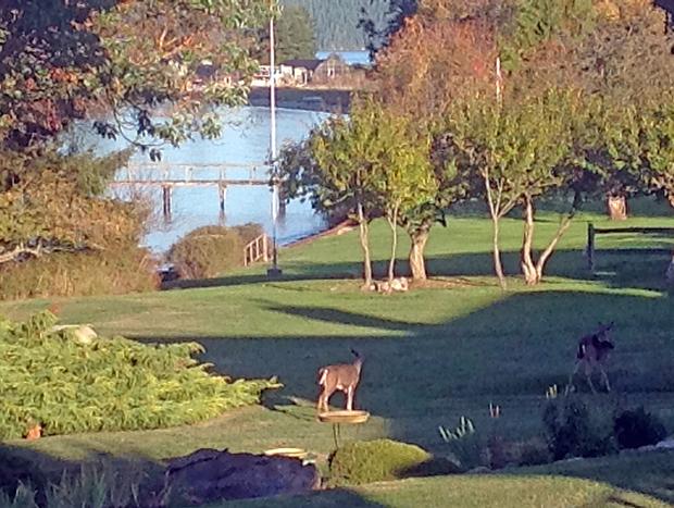Photo 45 for San Juan Islands Beachfront Sanctuary