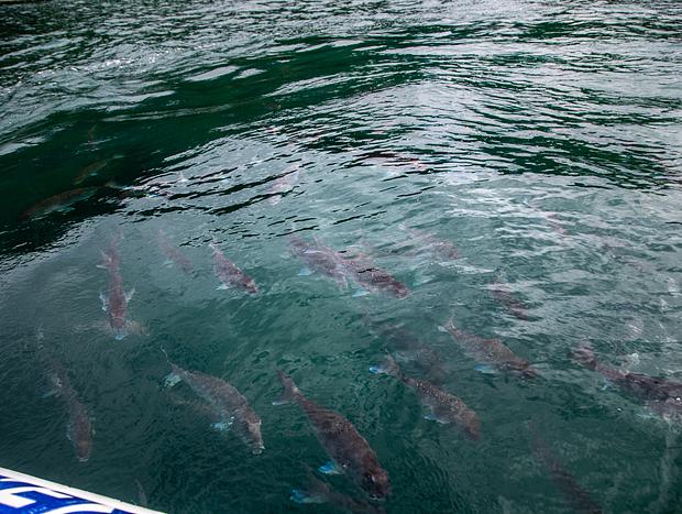 Photo 3 for The Hahei Explorer Cathedral Cove Boat Tour