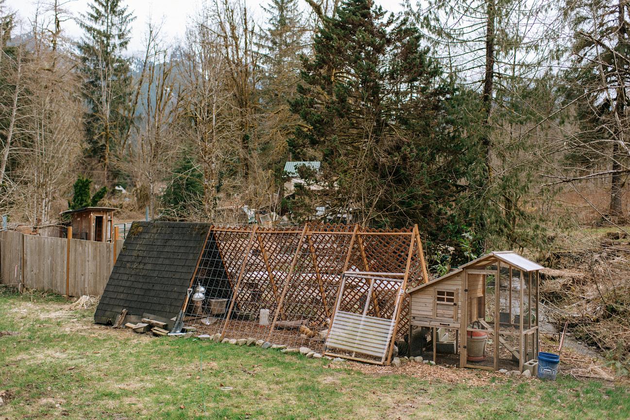 Pretty Chickens And Ducks Riparide