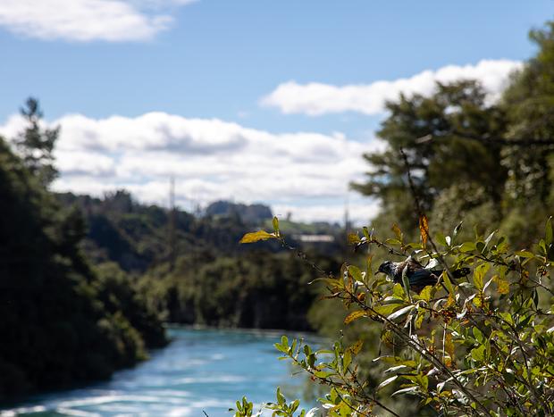 Photo 4 for The Mighty Huka Falls