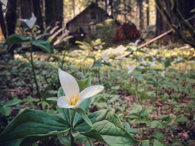 Photo 28 for Cozy Up in Historic Cedarwood Cabin