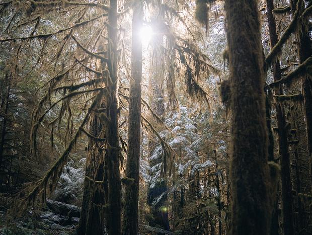 Photo 5 for Sol Duc Falls
