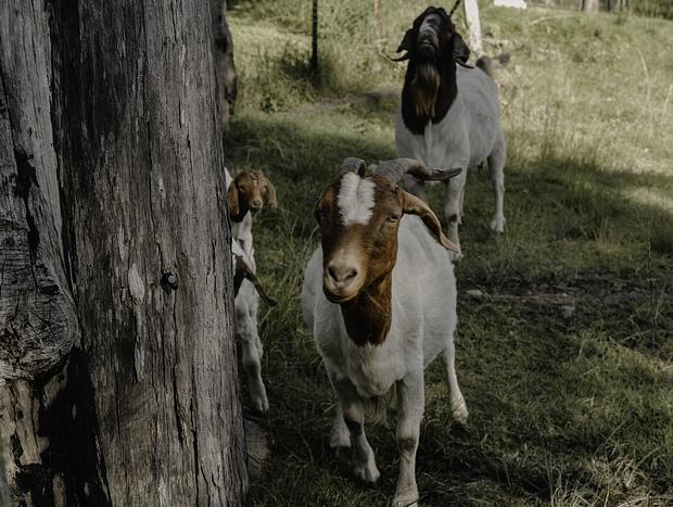 Photo 1 for Farm Friends – Goats and Chickens