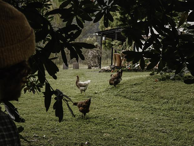 Photo 2 for Farm Friends – Goats and Chickens